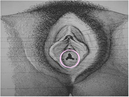 orifice vulvaire